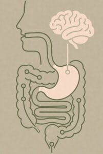 Ilustración editorial minimalista del sistema digestivo humano conectado con el cerebro, estilo educativo moderno, colores suaves verde y beige, enfoque bienestar y salud natural, diseño limpio y claro, sin texto.